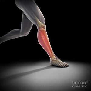 muscles medial tibial stress syndrome